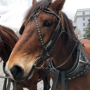 Meet your Posher, Meg